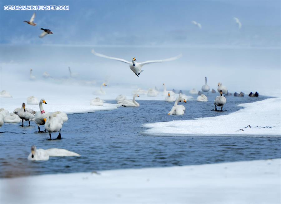 #CHINA-SHANDONG-RONGCHENG-SWANS (CN)