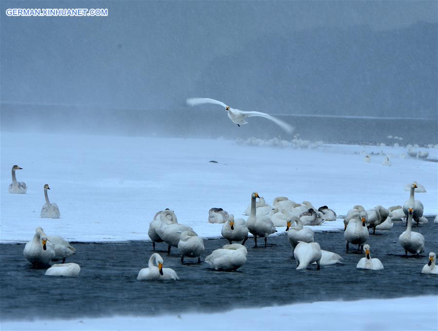 #CHINA-SHANDONG-RONGCHENG-SWANS (CN)