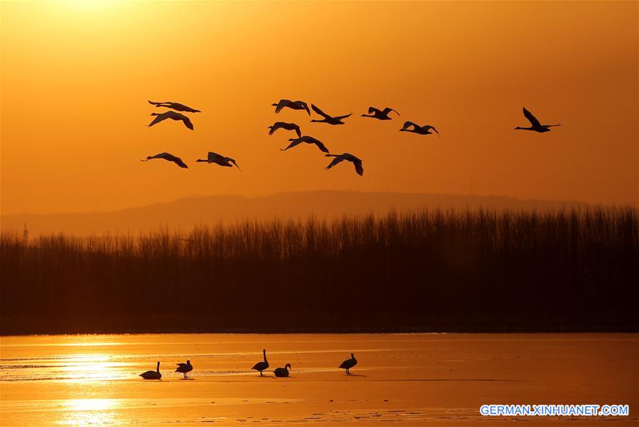 #CHINA-SHANXI-SWAN LAKE (CN)