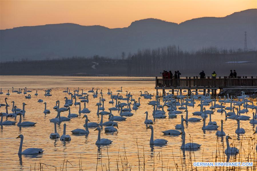 #CHINA-SHANXI-SWAN LAKE (CN)