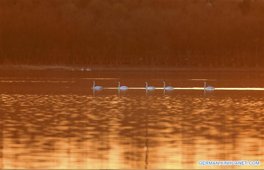 #CHINA-SHANXI-SWAN LAKE (CN)