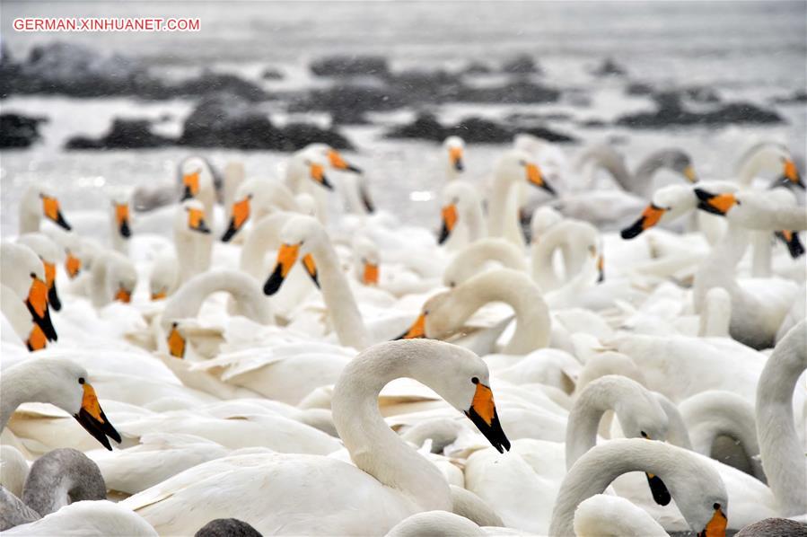 CHINA-SHANDONG-RONGCHENG-SWANS (CN)