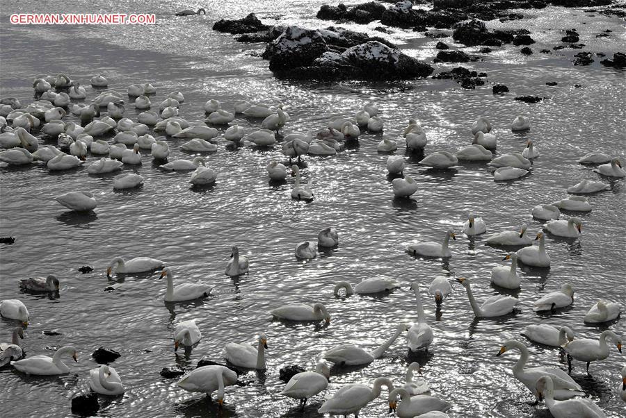 CHINA-SHANDONG-RONGCHENG-SWANS (CN)