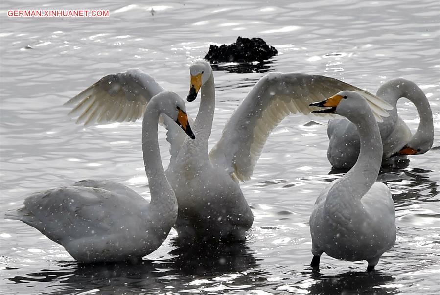 CHINA-SHANDONG-RONGCHENG-SWANS (CN)