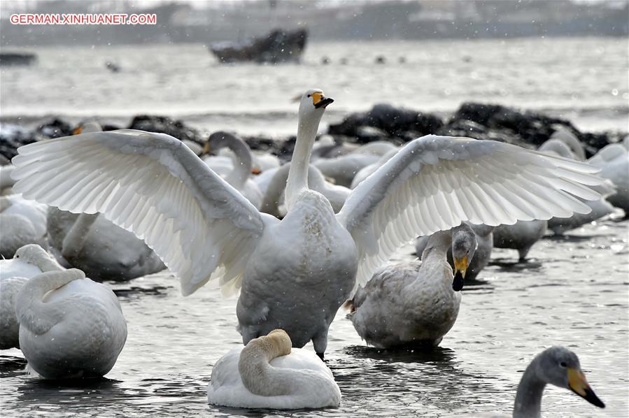 CHINA-SHANDONG-RONGCHENG-SWANS (CN)