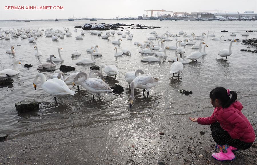 CHINA-SHANDONG-RONGCHENG-SWANS (CN)