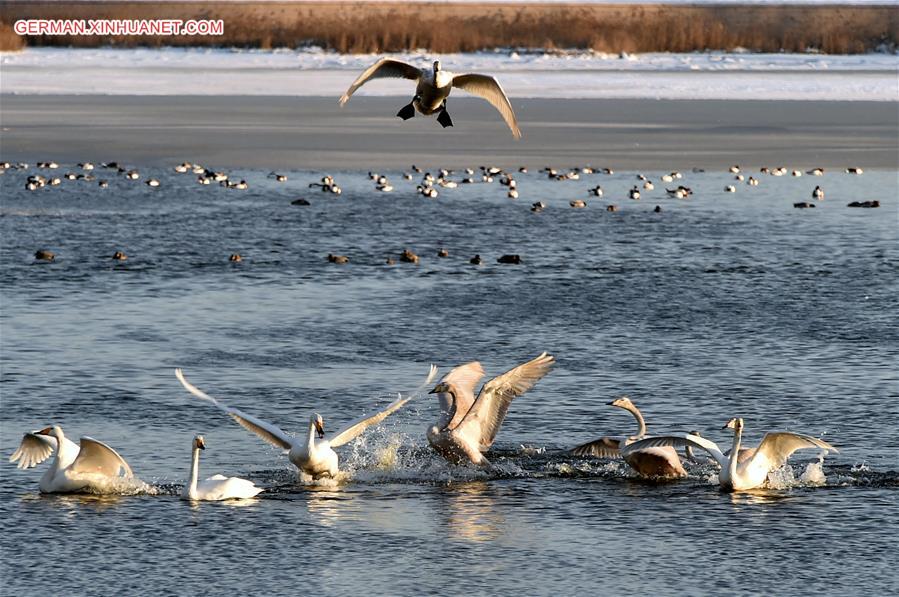 CHINA-SHANDONG-RONGCHENG-SWANS (CN)