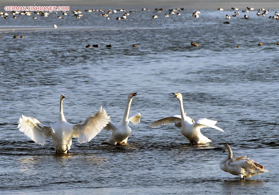 CHINA-SHANDONG-RONGCHENG-SWANS (CN)