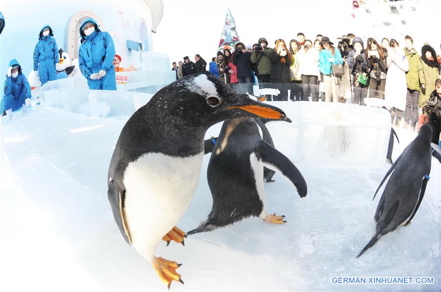 CHINA-HARBIN-PENGUIN SHOW (CN)