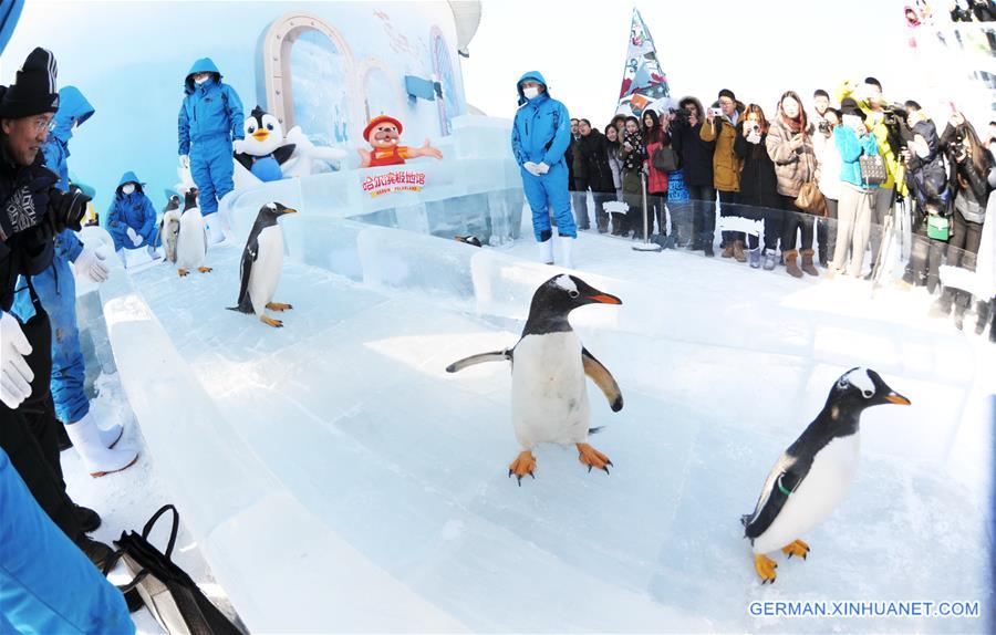 CHINA-HARBIN-PENGUIN SHOW (CN)