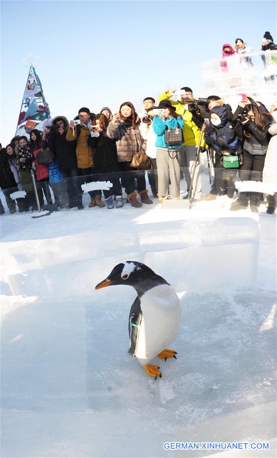 CHINA-HARBIN-PENGUIN SHOW (CN)