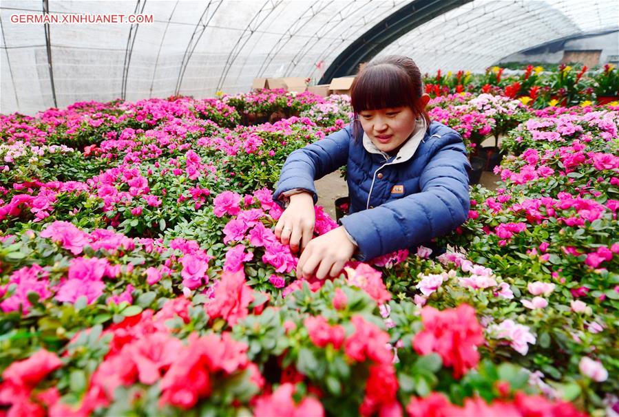 CHINA-CANGZHOU-FLOWERS FOR THE SPRING FESTIVAL (CN)