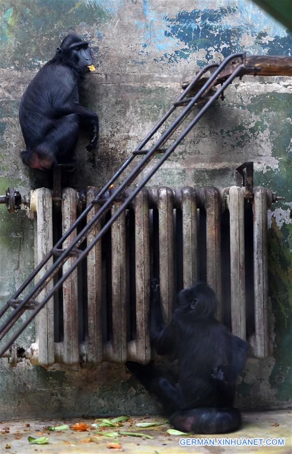 CHINA-BEIJING-COLD WAVE-ANIMALS (CN)