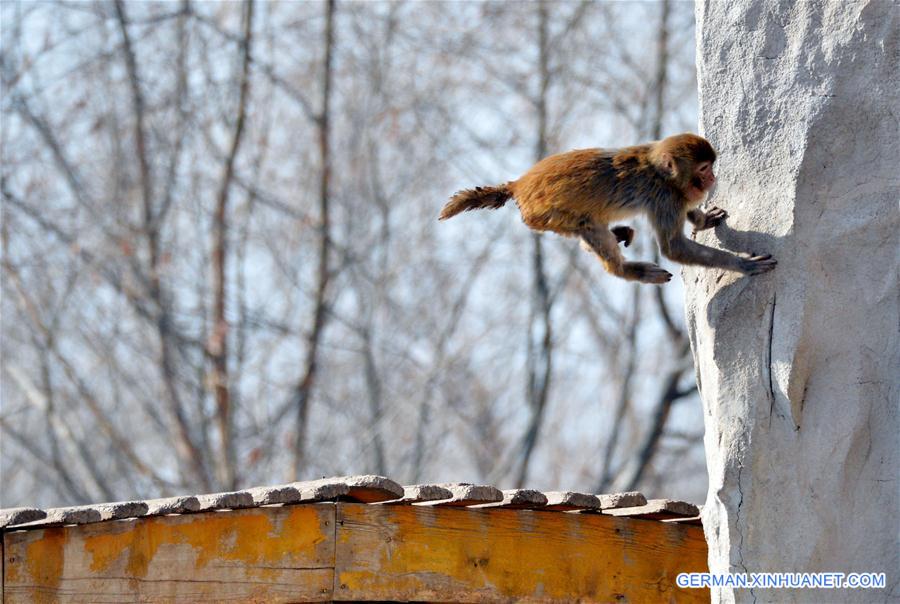 #CHINA-INNER MONGOLIA-MONEKYS (CN)