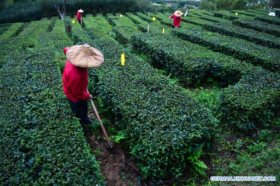 （聚焦十三五）（2）多项措施保安全 乌龙茶香飘四海