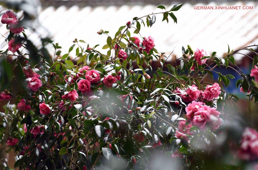 CHINA-KUNMING-SNOW-FLOWER(CN)