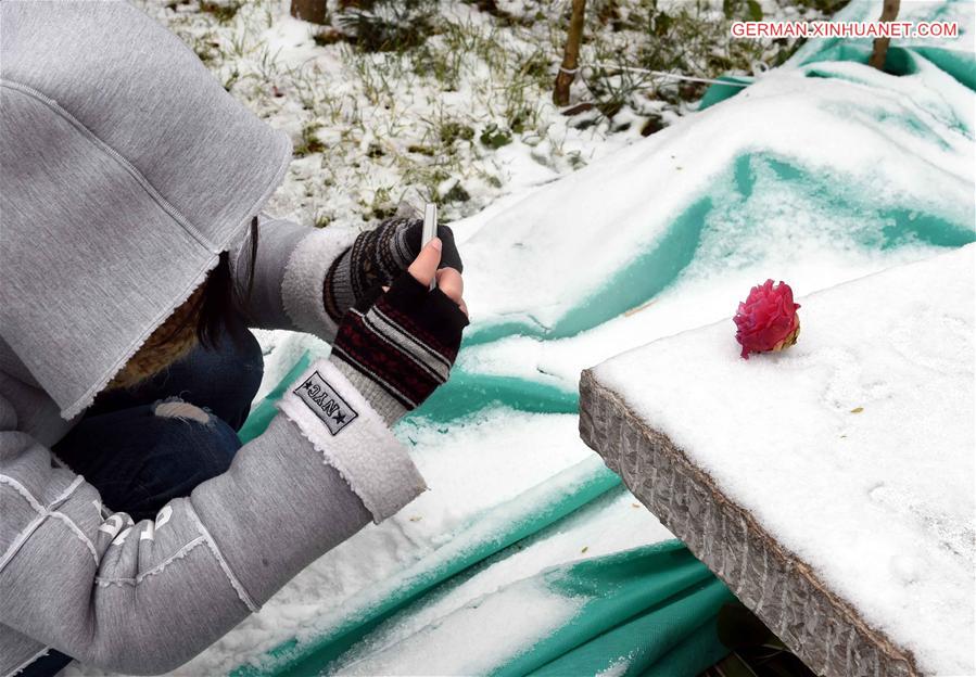 CHINA-KUNMING-SNOW-FLOWER(CN)