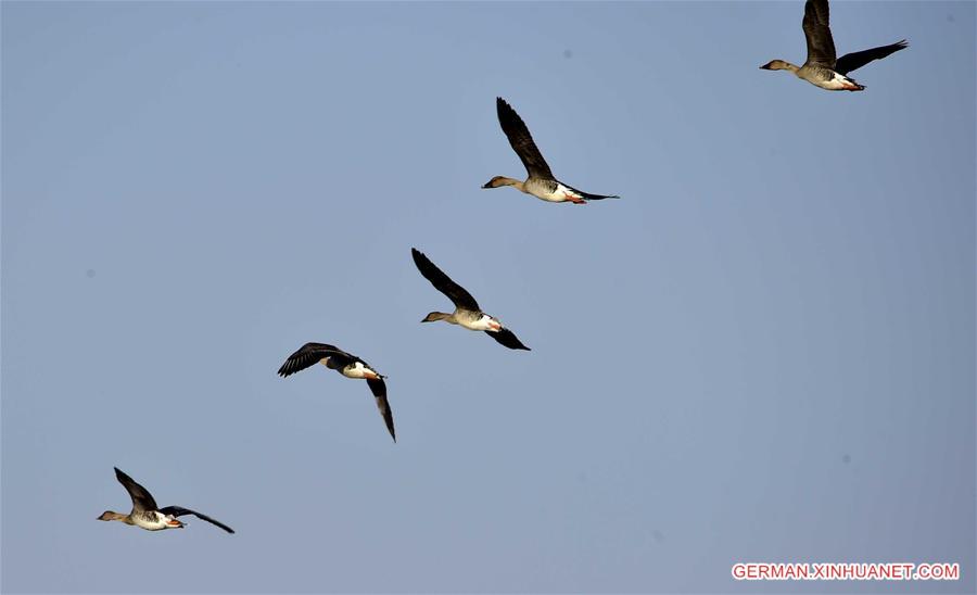 CHINA-HUBEI-BIRDS(CN)
