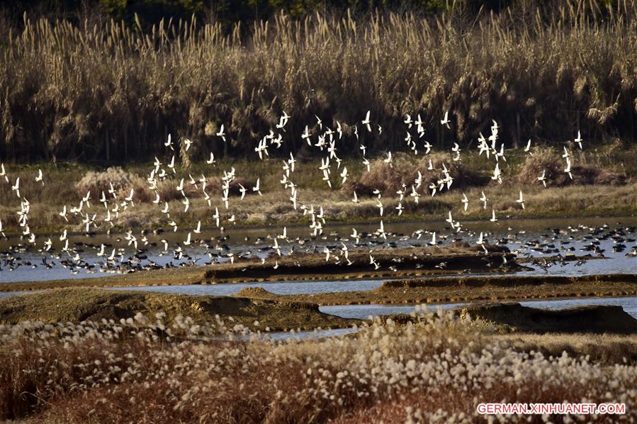 CHINA-HUBEI-BIRDS(CN)