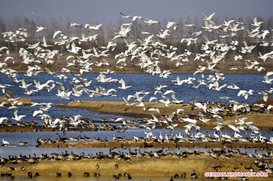 CHINA-HUBEI-BIRDS(CN)