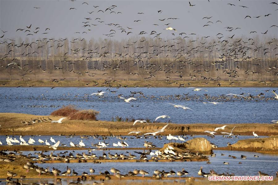 CHINA-HUBEI-BIRDS(CN)