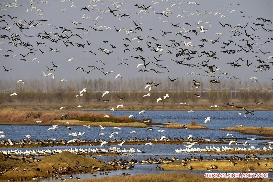 CHINA-HUBEI-BIRDS(CN)