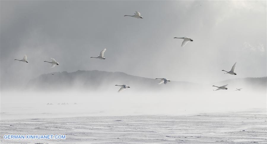 #CHINA-SHANDONG-RONGCHENG-SWANS (CN)