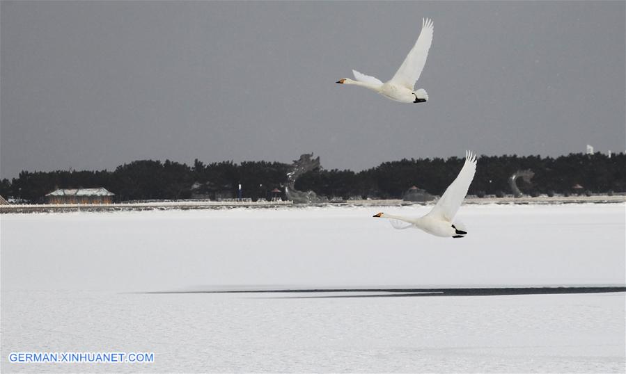 #CHINA-SHANDONG-RONGCHENG-SWANS (CN)