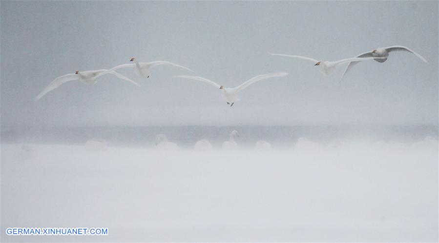 #CHINA-SHANDONG-RONGCHENG-SWANS (CN)