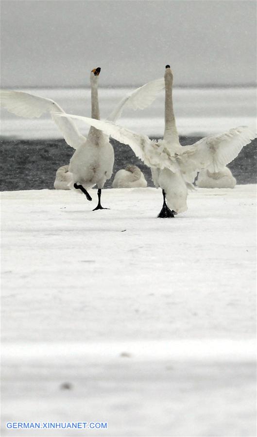 #CHINA-SHANDONG-RONGCHENG-SWANS (CN)