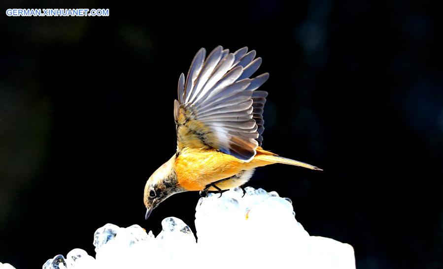 #CHINA-BEIJING-DAURIAN REDSTART (CN)