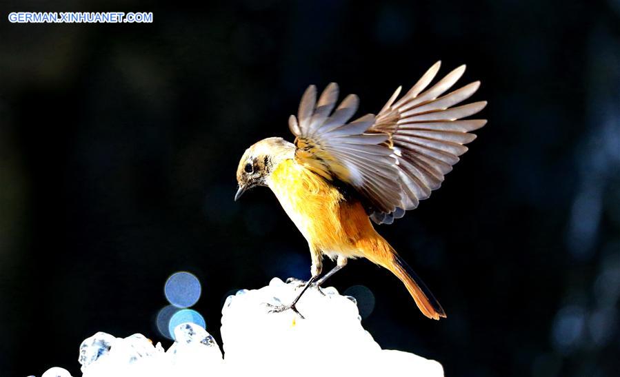 #CHINA-BEIJING-DAURIAN REDSTART (CN)