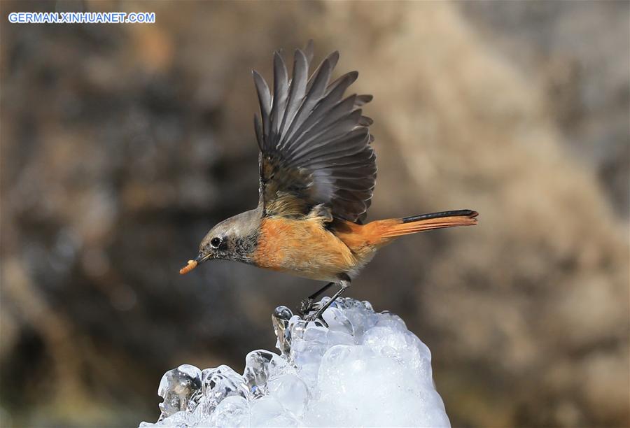 #CHINA-BEIJING-DAURIAN REDSTART (CN)