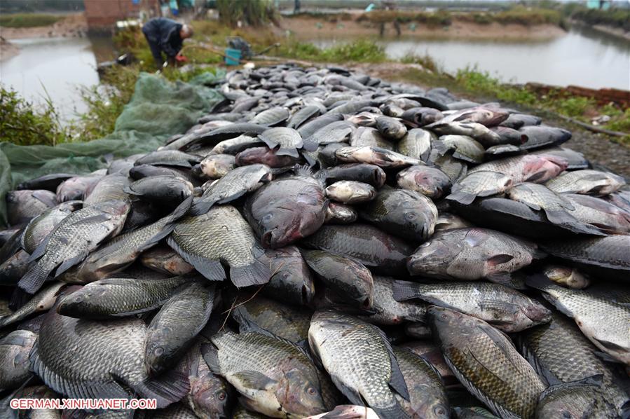 CHINA-GUANGXI-QINZHOU-COLD WEATHER-TILAPIA (CN) 