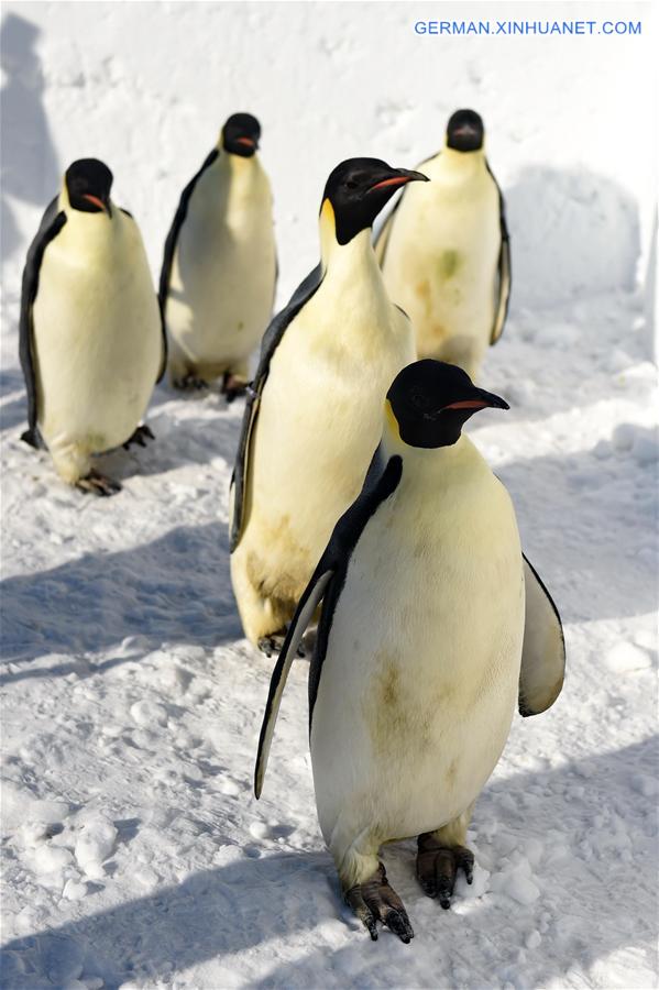 CHINA-JILIN-CHANGCHUN-PENGUIN (CN)