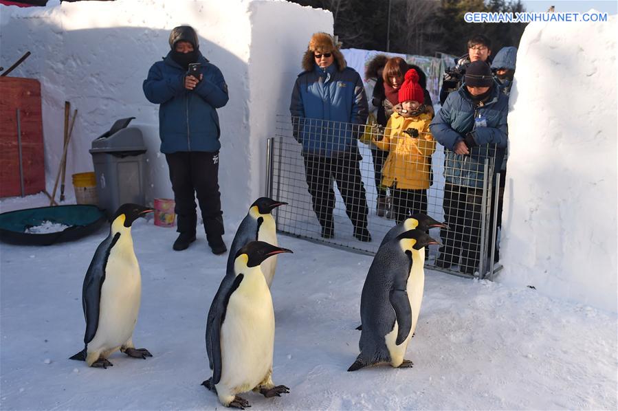 CHINA-JILIN-CHANGCHUN-PENGUIN (CN)