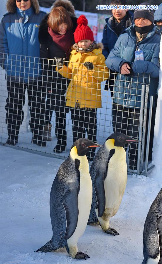 CHINA-JILIN-CHANGCHUN-PENGUIN (CN)