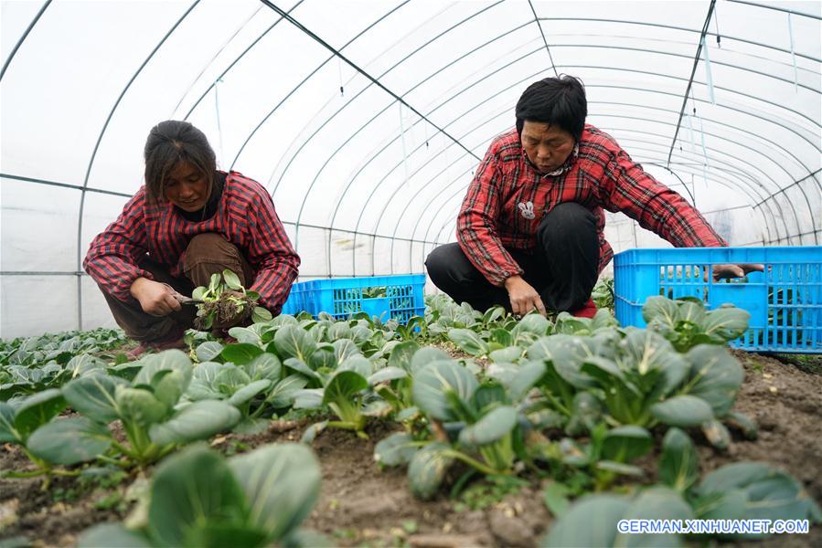 （走基层 听民声）（1）江苏扬州：高效现代农业成农民致富“金钥匙”