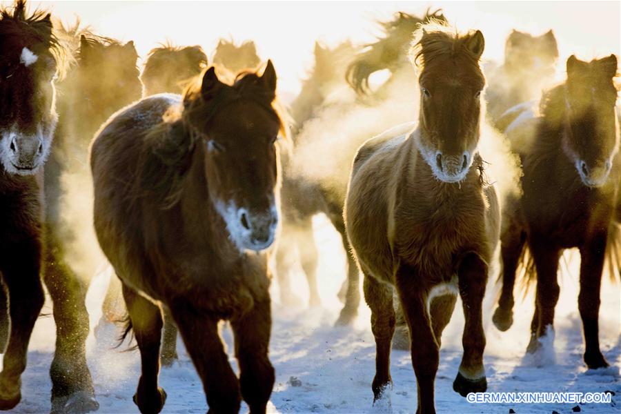 #CHINA-INNER MONGOLIA-HULUNBUIR-WINTER-GRAZING (CN)