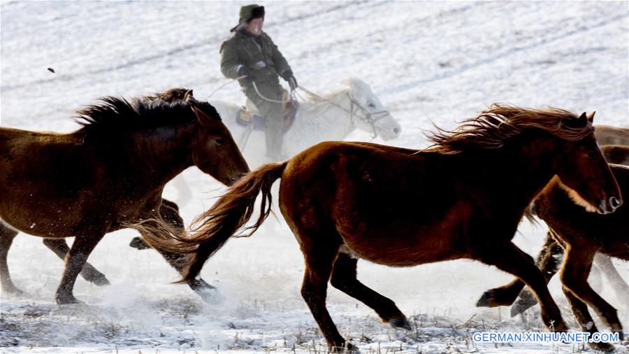 #CHINA-INNER MONGOLIA-HULUNBUIR-WINTER-GRAZING (CN)