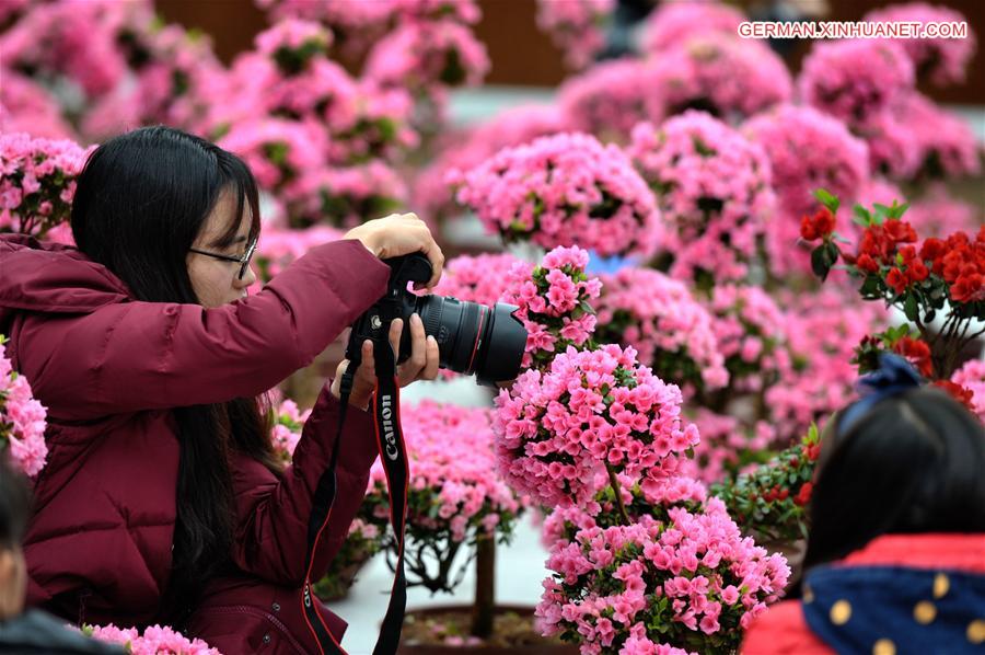 CHINA-HUNAN-CHANGSHA-AZALEA (CN)