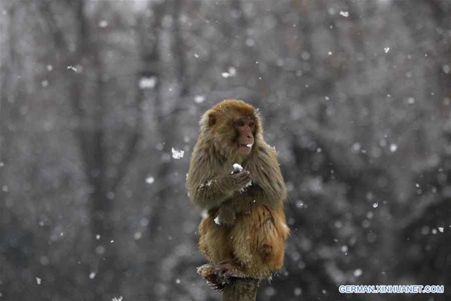 #CHINA-ANHUI-HUAIBEI-MONKEY (CN)