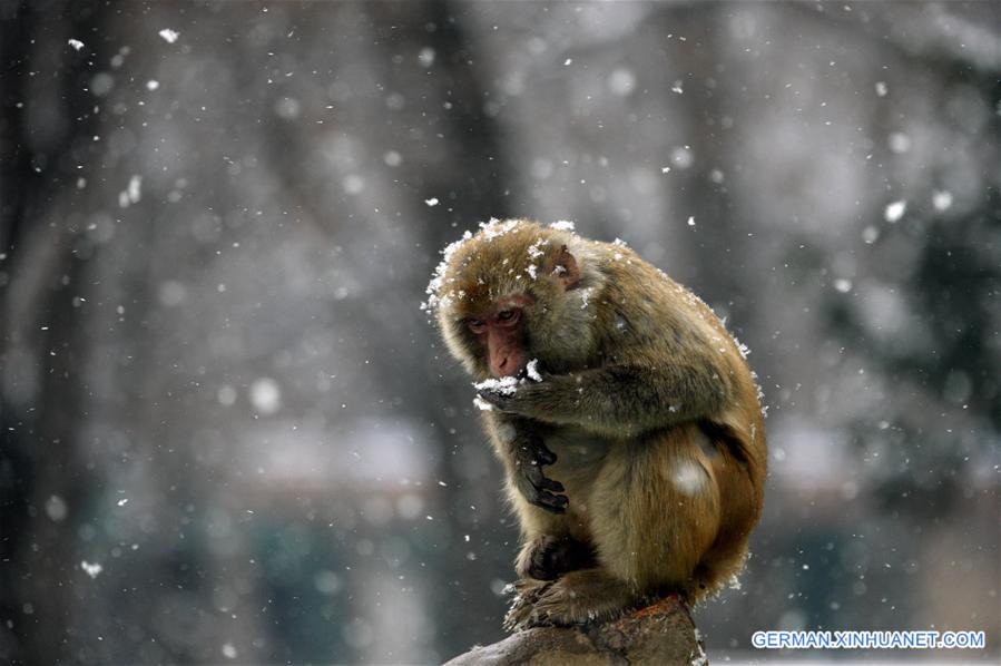 #CHINA-ANHUI-HUAIBEI-MONKEY (CN)