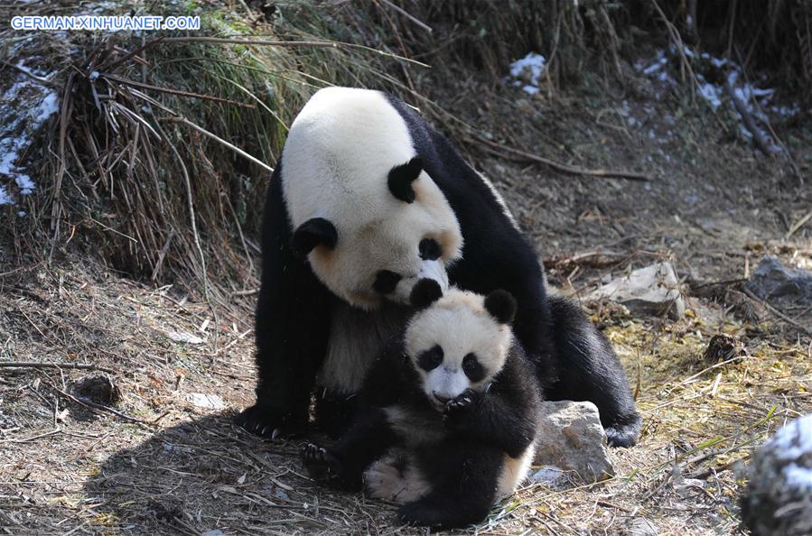 CHINA-SICHENG-PANDA-FIELD TRAINING (CN)