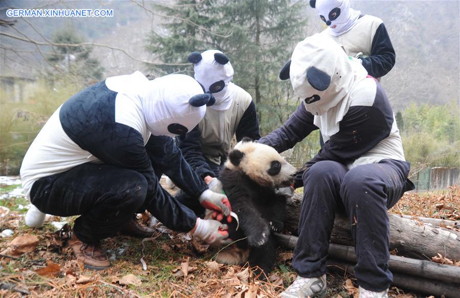 CHINA-SICHENG-PANDA-FIELD TRAINING (CN)