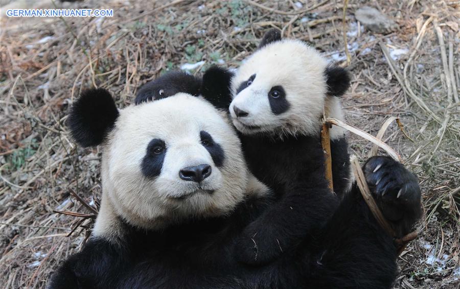 CHINA-SICHENG-PANDA-FIELD TRAINING (CN)