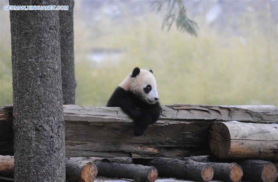 CHINA-SICHENG-PANDA-FIELD TRAINING (CN)