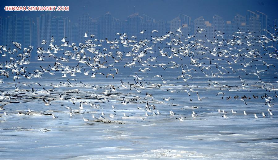 #CHINA-LIAONING-DALIAN-BIRDS (CN)