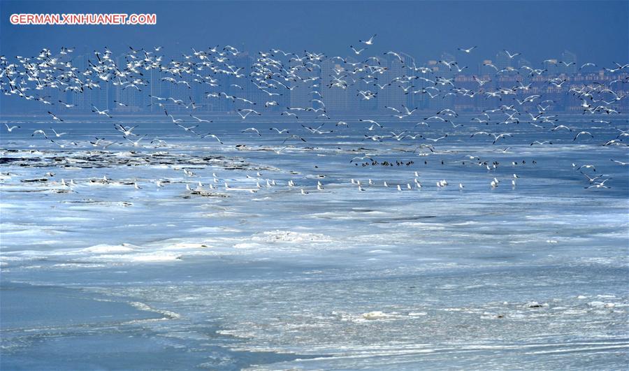 #CHINA-LIAONING-DALIAN-BIRDS (CN)