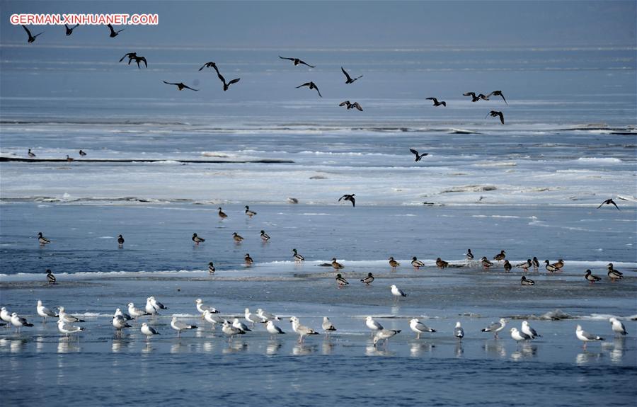 #CHINA-LIAONING-DALIAN-BIRDS (CN)